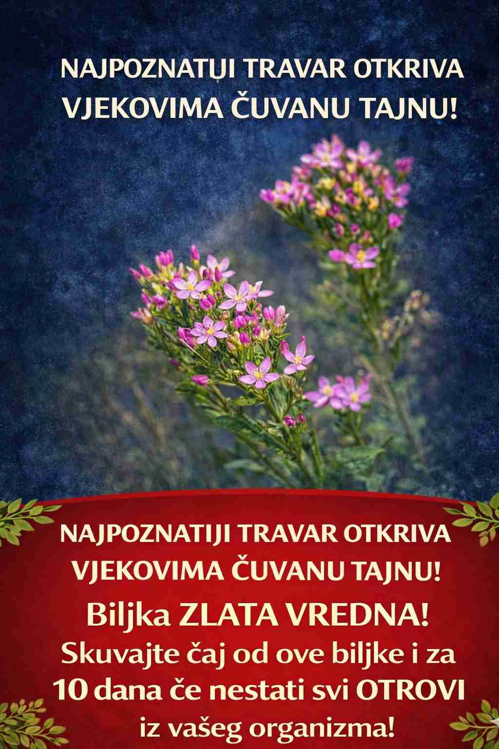Zaboravljeni Eliksir Naših Baka: Biljka Koja Čisti Krv, Budi Apetit i Rešava Sve Stomačne Tegobe u 10 Dana!
