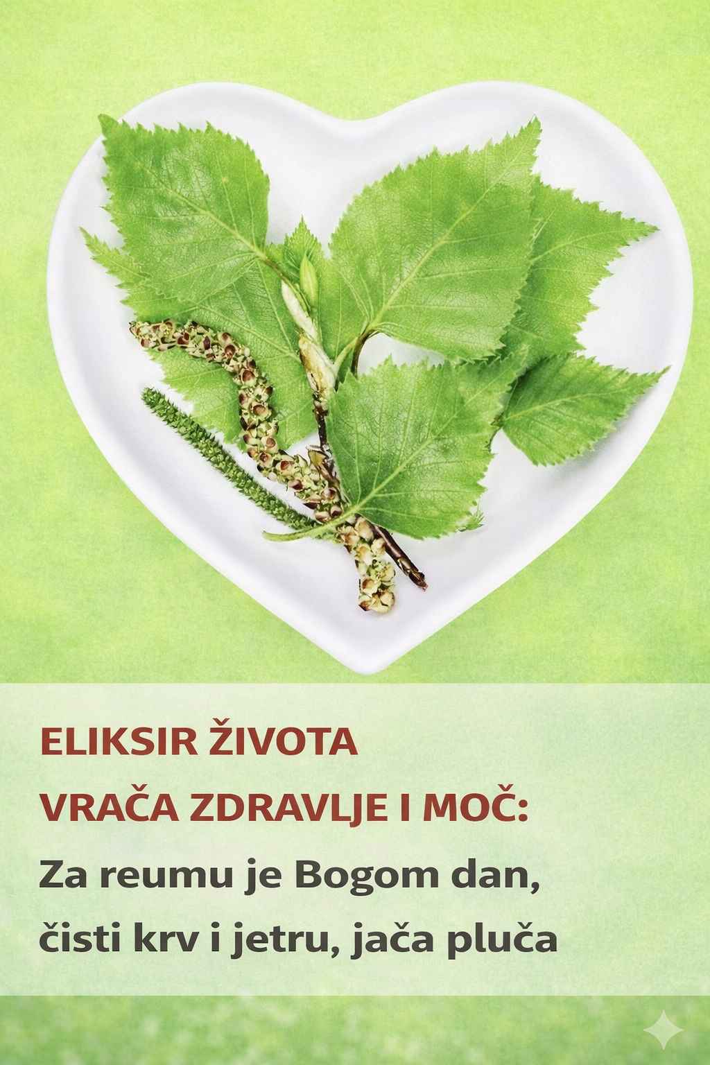 Moć prirode u listu breze: Eliksir koji obnavlja telo i vraća vitalnu snagu