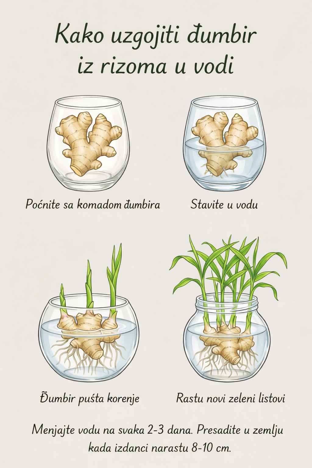 Kako uzgajati đumbir kod kuće – jednostavan vodič korak po korak 🌱