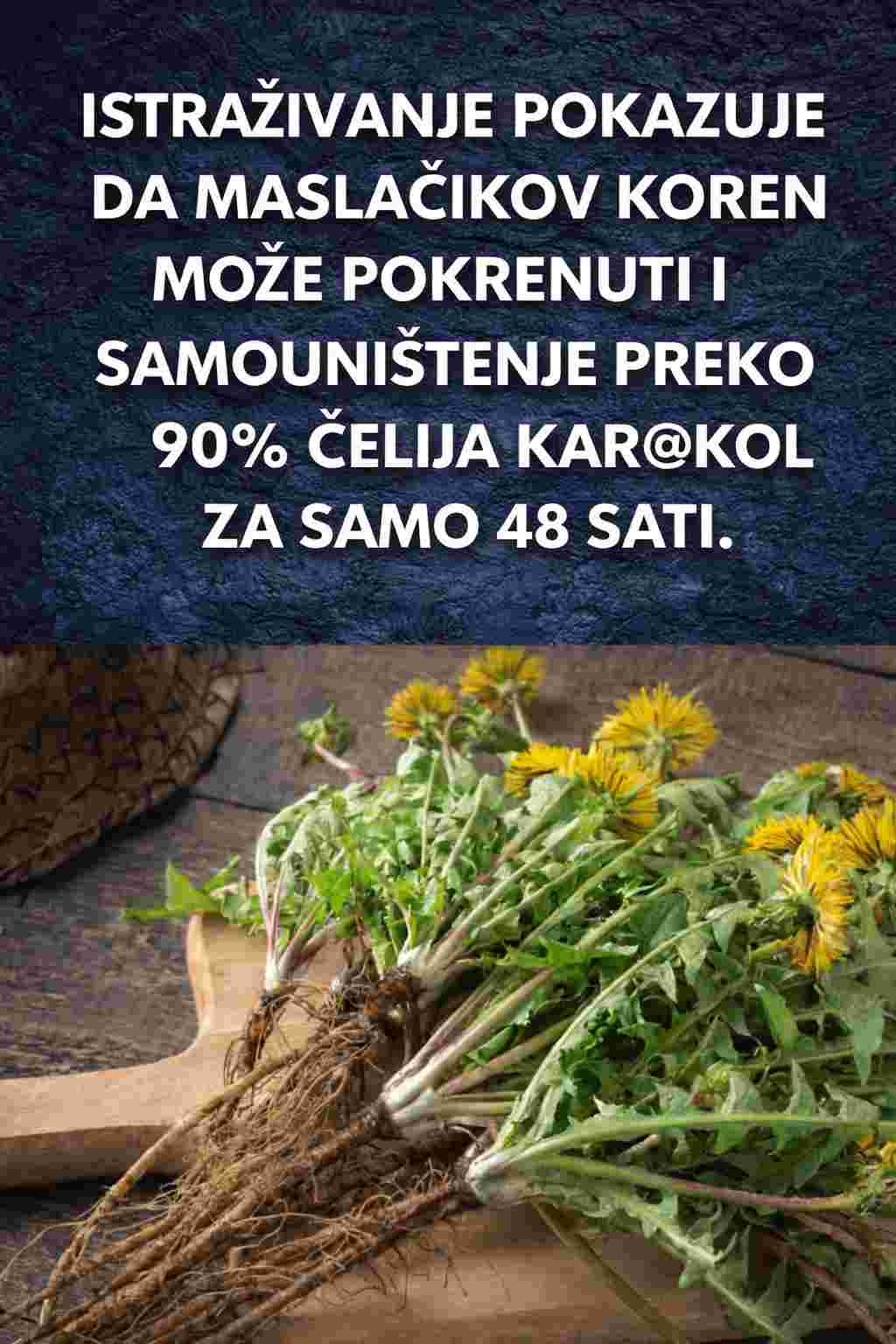 Maslačakov korijen je mnogo više od običnog korova u vašoj bašti.