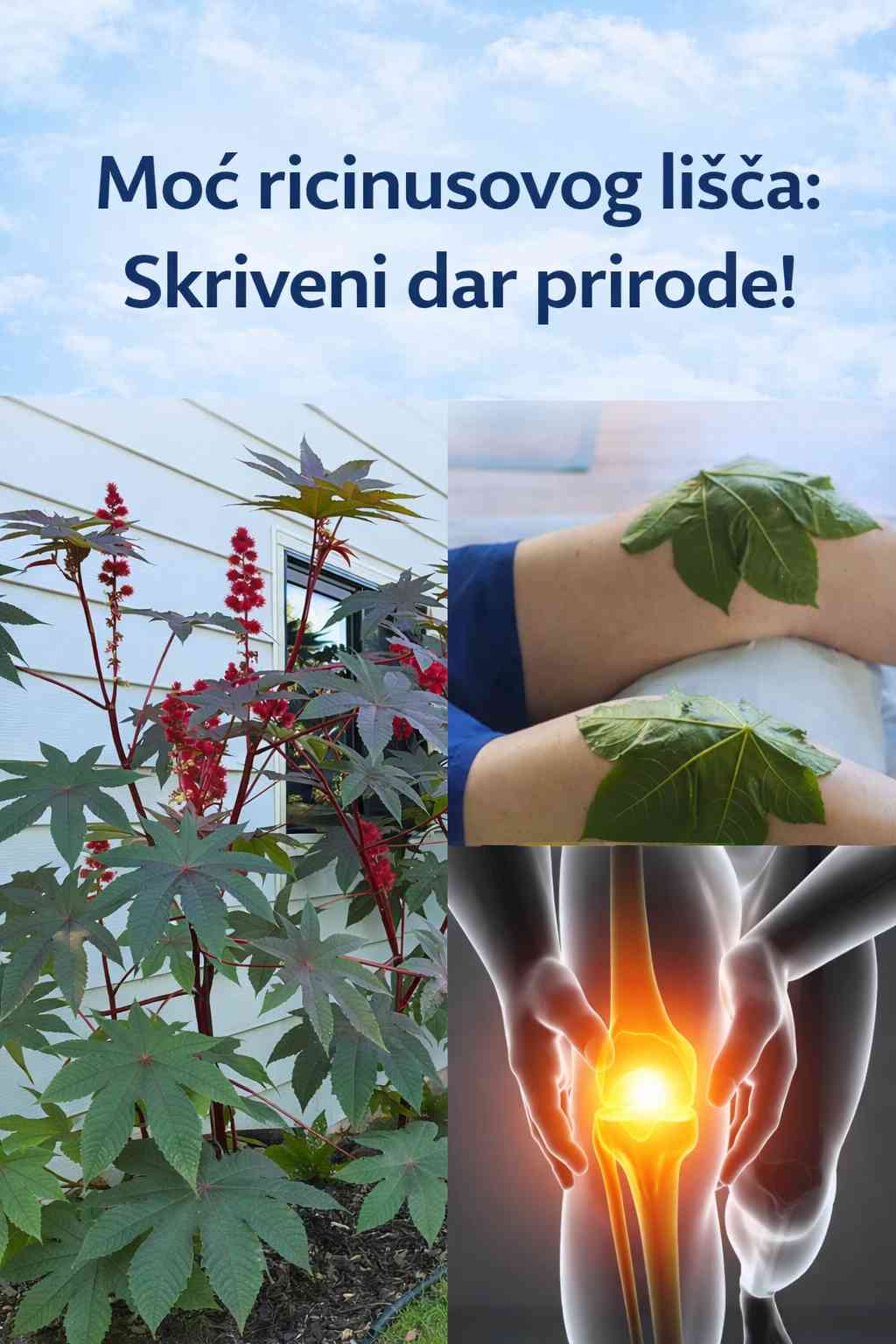 Moć ricinusovog lišća: Skriveni dar prirode