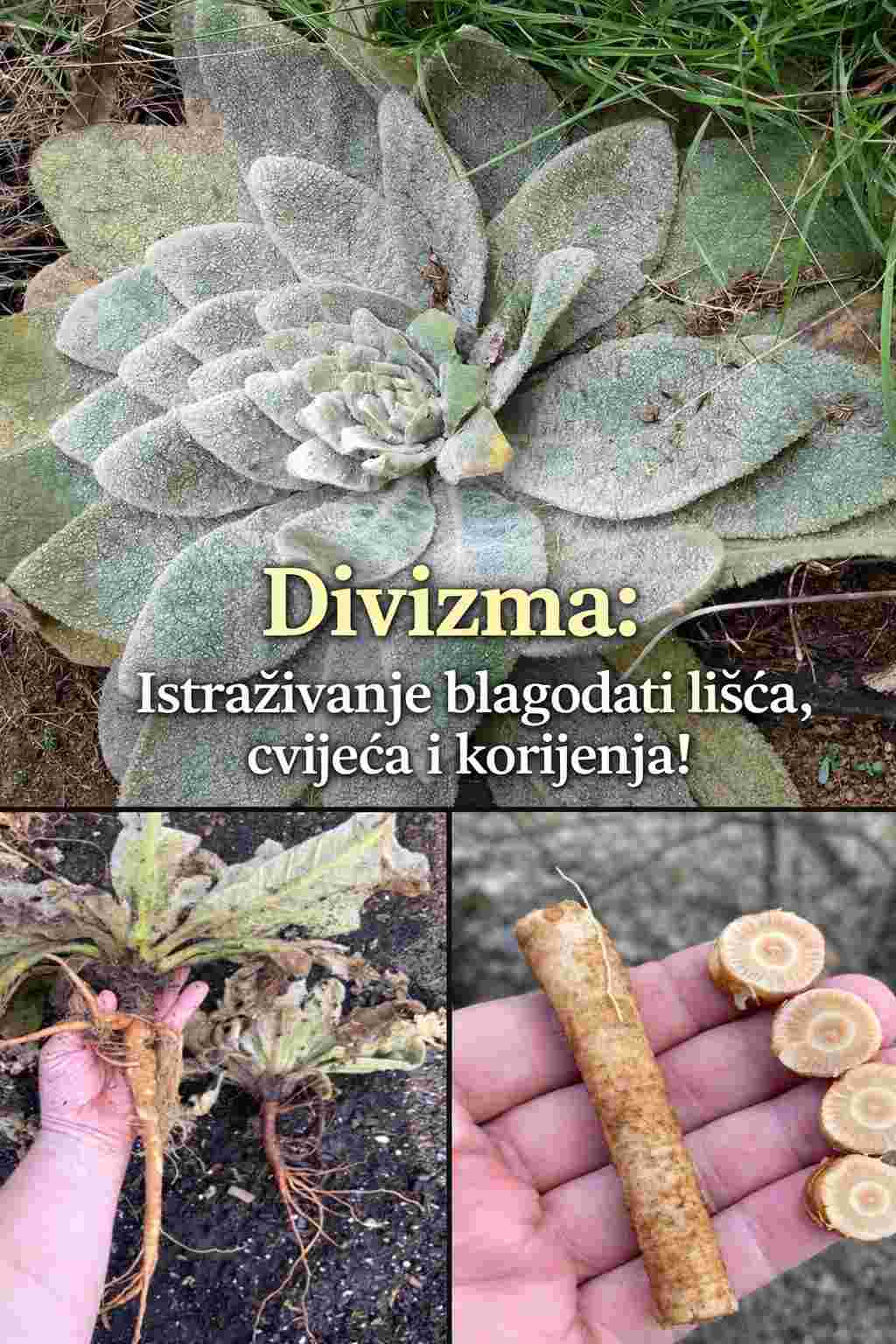 Divizma: Istraživanje blagodati lišća, cvijeća i korijenja