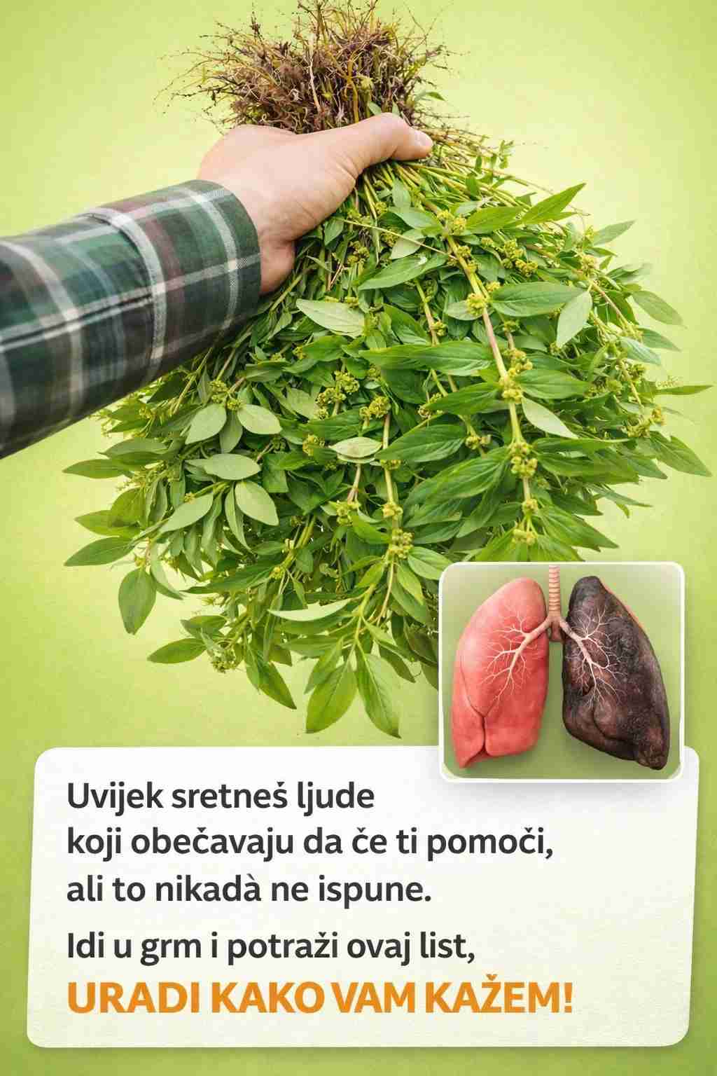 Euphorbia Hirta: 9 ključnih zdravstvenih prednosti ove svestrane biljke