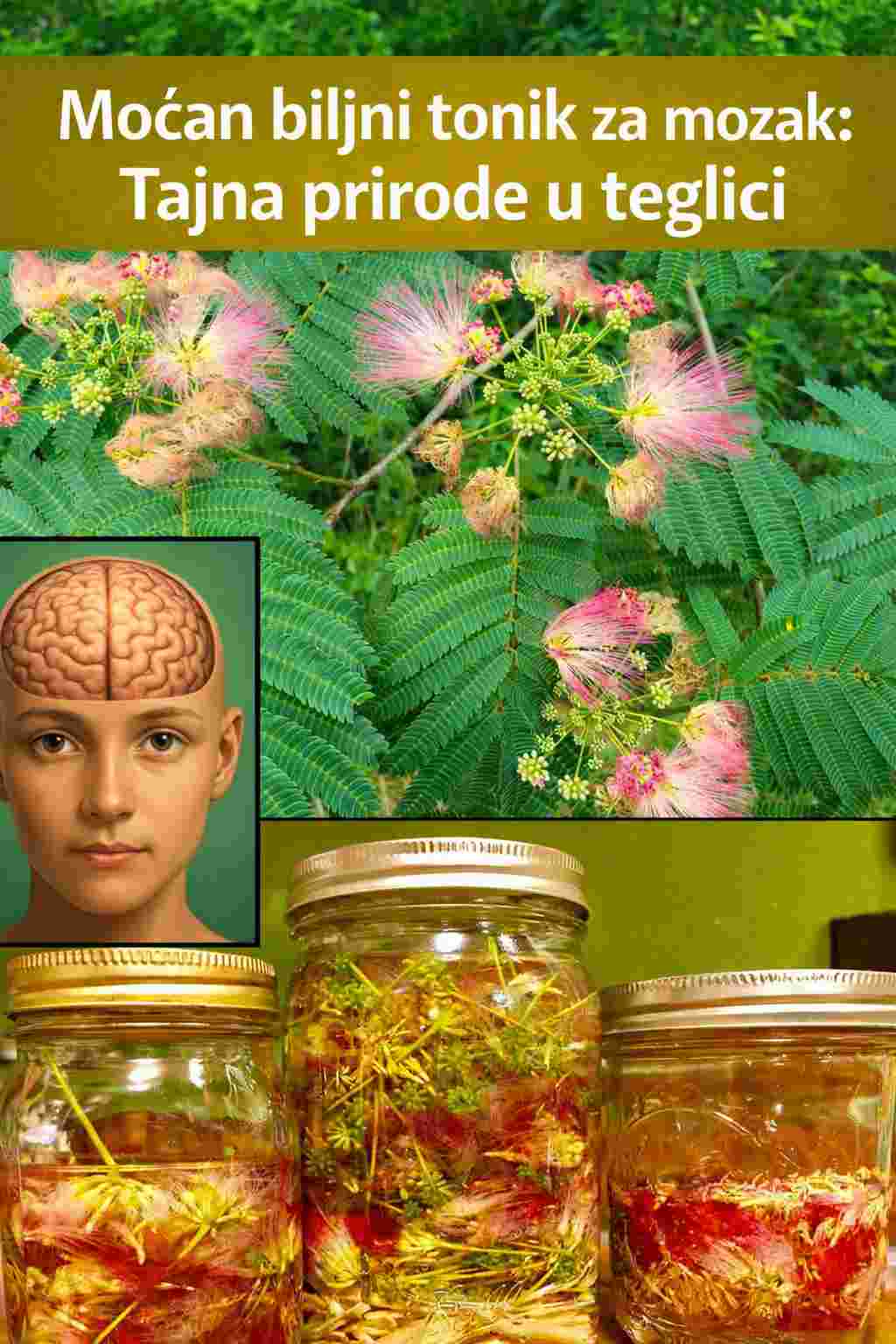 Albizia julibrissin (Drvo mimoze): 20 bitnih prednosti i kako ga koristiti