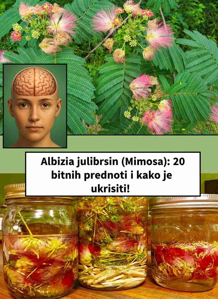 Albizia julibrissin (Mimosa): 20 bitnih prednosti i kako je koristiti