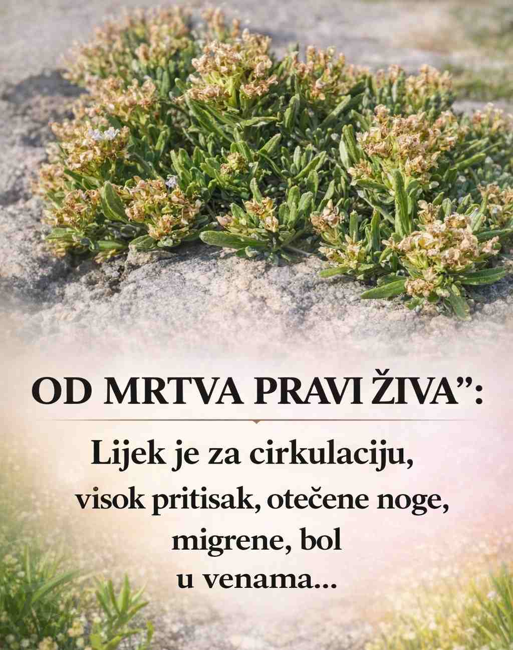 “OD MRTVA PRAVI ŽIVA”: Lijek je za cirkulaciju, visok pritisak, otečene noge, migrene, bol u venama…