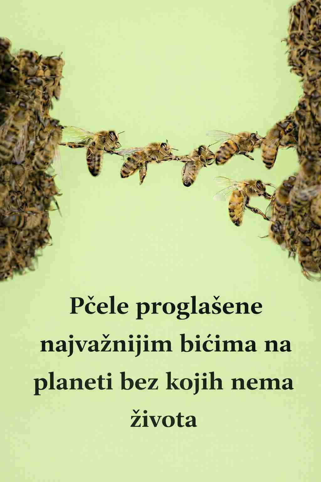 Pčele PR0GLAŠENE najvažnijim bićima na planeti bez kojih nema ŽIV0TA