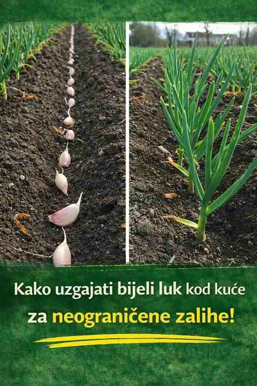 Kako uzgajati bijeli luk kod kuće za neograničene zalihe!