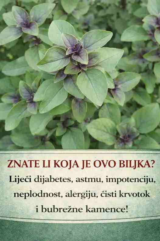 ZNATE LI KOJA JE OVO BILJKA?Liječi dijabetes, astmu, impotenciju, neplodnost, alergiju, čisti krvotok i bubrežne kamence!