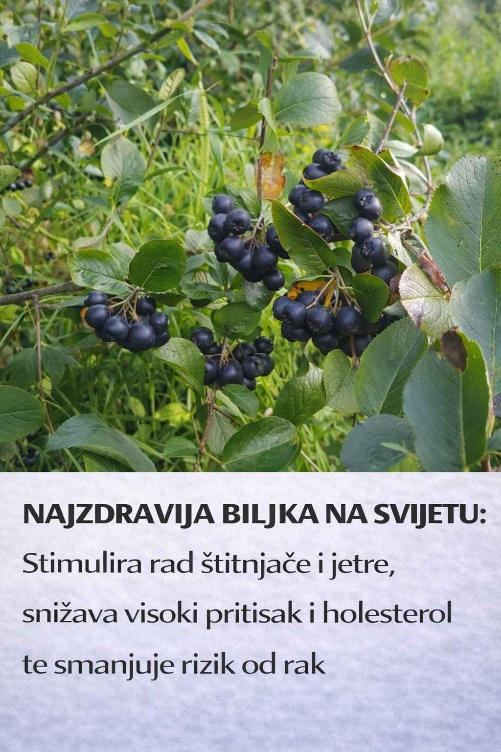 NAJZDRAVIJA BILJKA NA SVIJETU: Stimulira rad štitnjače i jetre, snižava visoki pritisak i holesterol te smanjuje rizik od rak