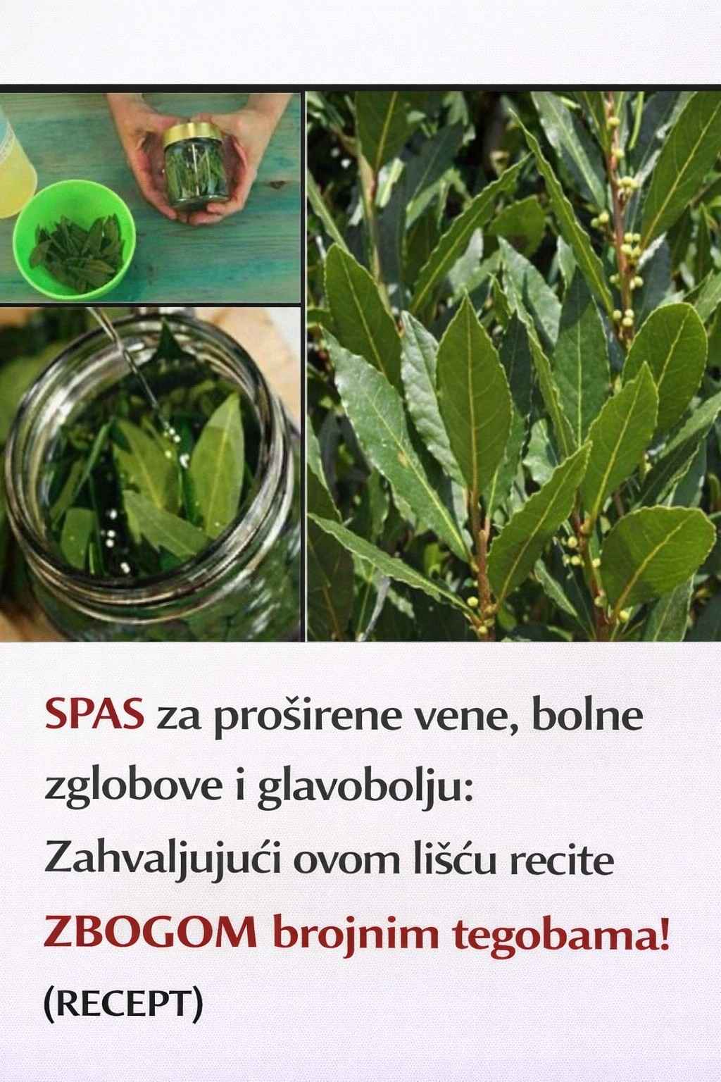 SPAS za proširene vene, bolne zglobove i glavobolju: Zahvaljujući ovom lišću recite ZBOGOM brojnim tegobama! (RECEPT)