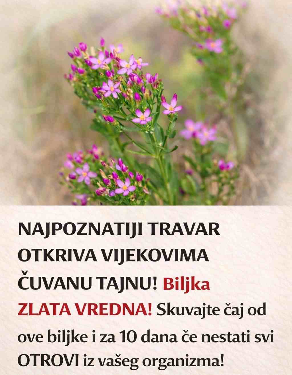 NAJPOZNATIJI TRAVAR OTKRIVA VIJEKOVIMA ČUVANU TAJNU! Biljka ZLATA VREDNA! Skuvajte čaj od ove biljke i za 10 dana će nestati svi OTROVI iz vašeg organizma!