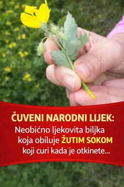 ČUVENI NARODNI LIJEK: Neobično ljekovita biljka koja obiluje žutim sokom koji curi kada je otkinete…