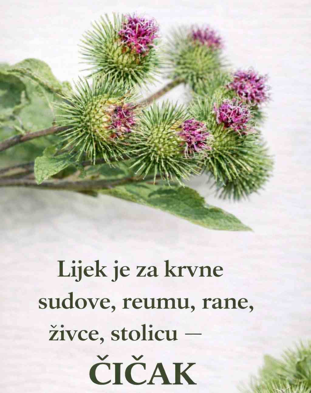 Lijek je za krvne sudove,reumu,rane, živce, stolicu – ČIČAK