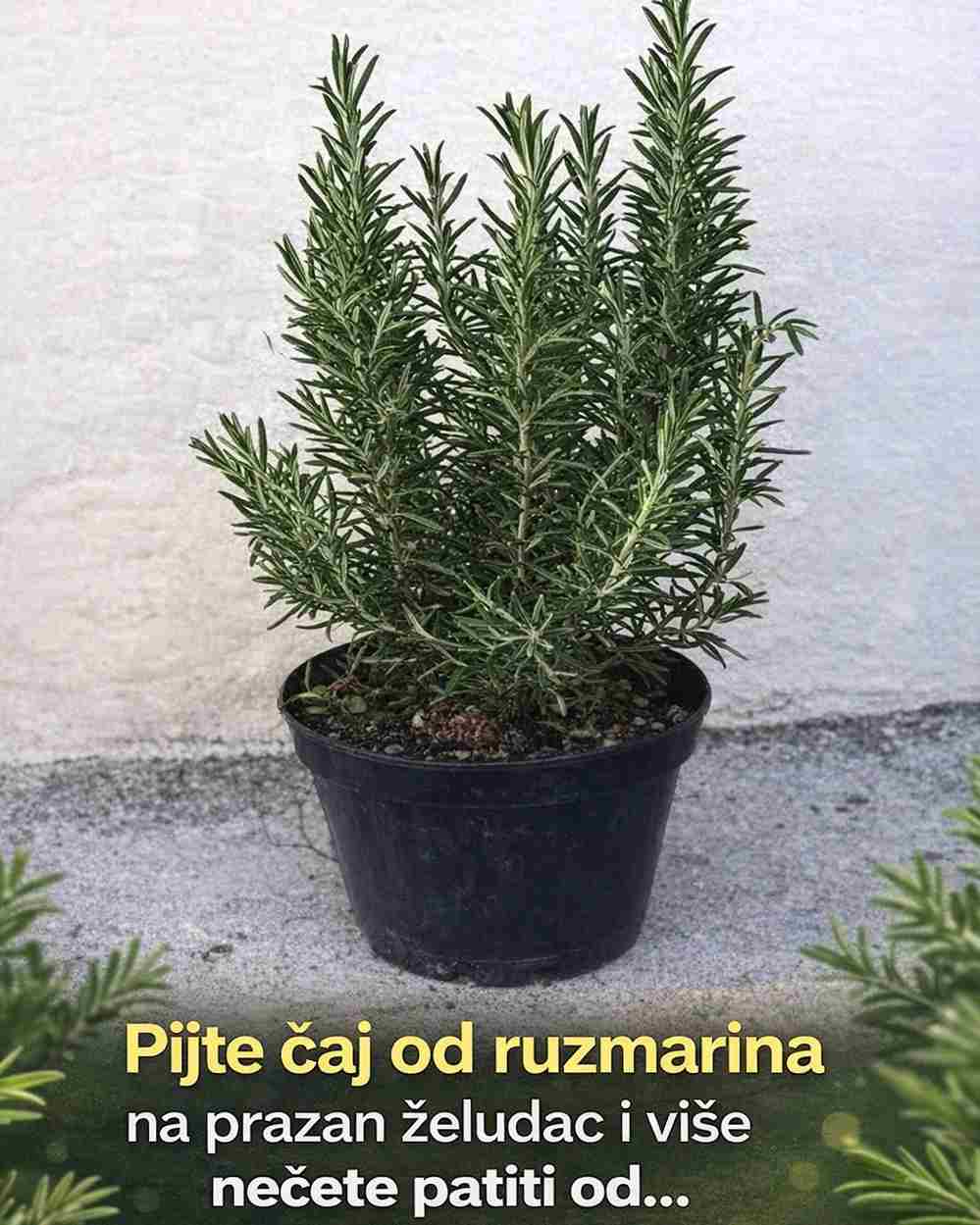 Pijte čaj od ruzmarina na prazan želudac i više nećete patiti od…