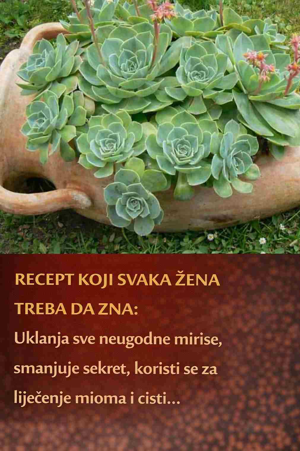 RECEPT KOJI SVAKA ŽENA TREBA DA ZNA: Uklanja sve neugodne mirise, smanjuje sekret, koristi se za liječenje mioma i cisti…