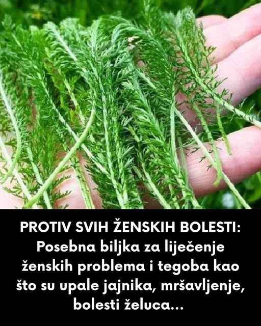 PR0TIV SVIH ŽENSKIH B0LESTI: Posebna biljka zaliječenje ŽENSKIH PR0BLEMA I TEG0BA kao što su upale jajnika, mršavljenje, bolesti želuca…