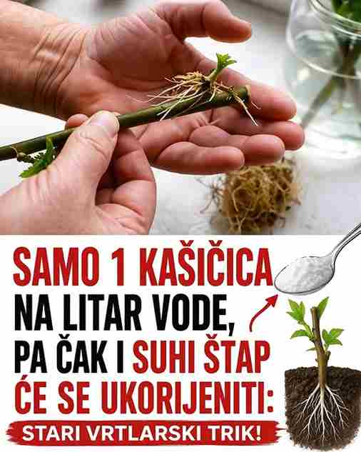 SAMO 1 kašičica na litar vode, pa čak i suhi štap će se ukorijeniti: Stari vrtlarski TRIK!