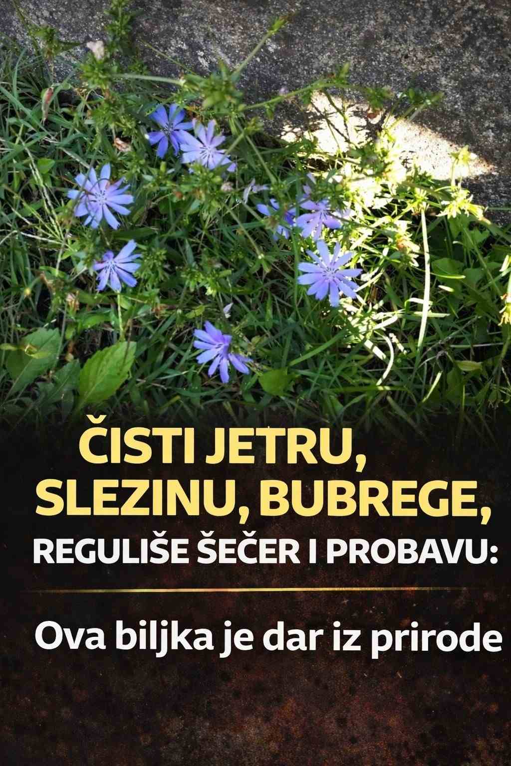 ČISTI JETRU, SLEZINU, BUBREGE, REGULIŠE ŠEĆER I PROBAVU: Ova biljka je dar iz prirode