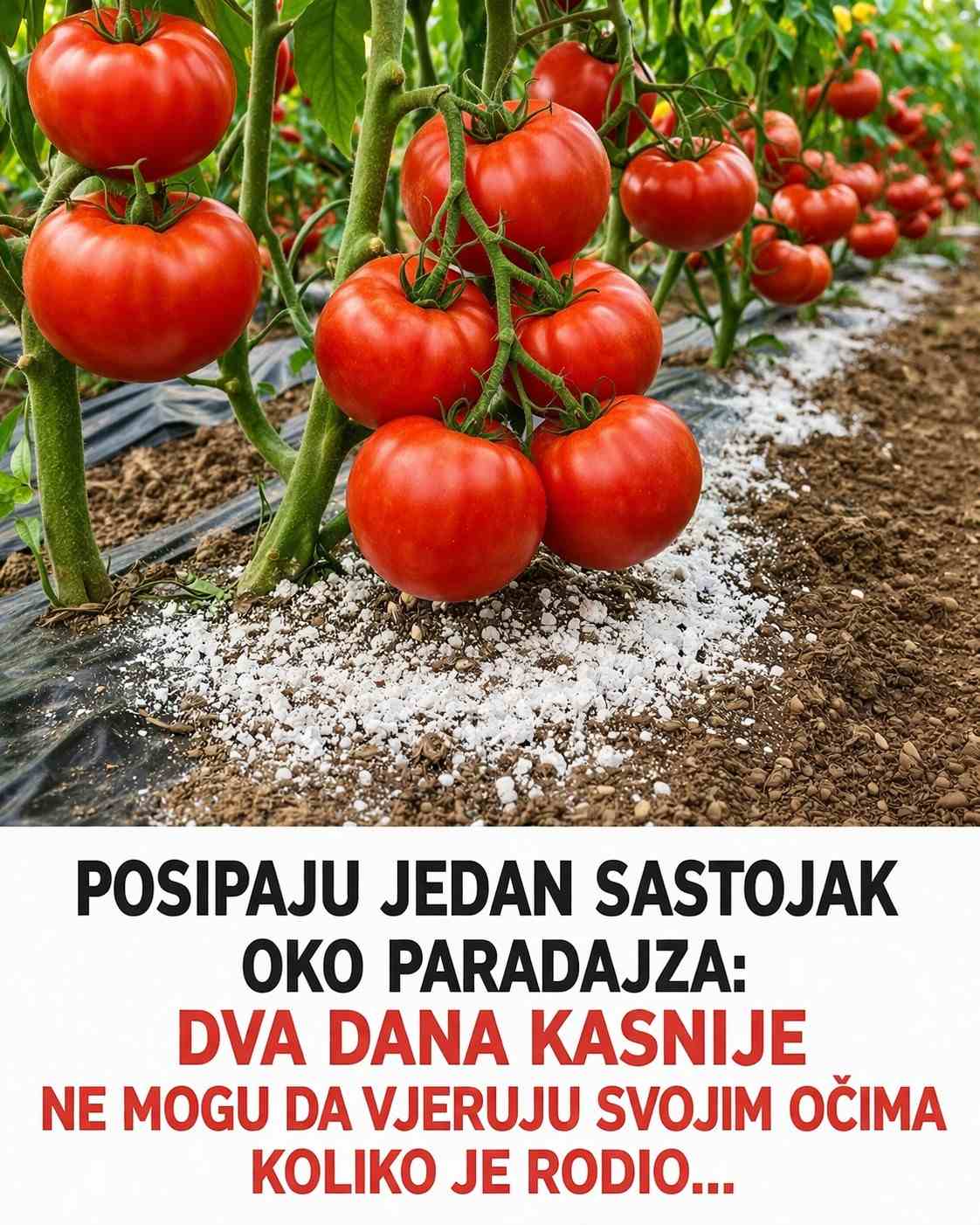 Posipaju jedan sastojak oko paradajza: Dva dana kasnije ne mogu da vjeruju svojim očima koliko je rodio…