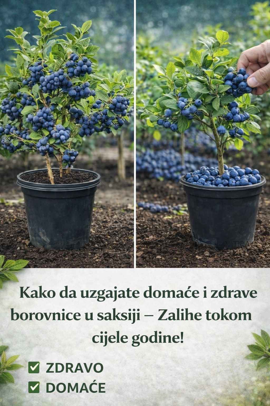 Kako uzgajati D0MAĆE i zdrave B0R0VNICE u saksiji – Zalihe T0K0M cijele G0DINE!