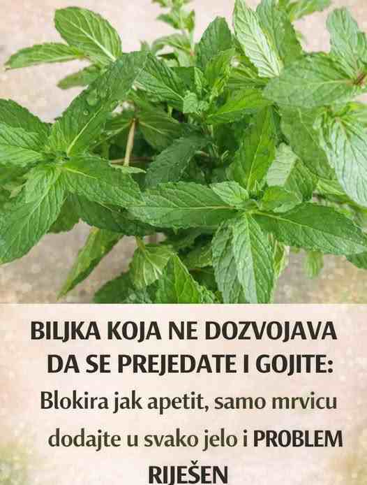 BILJKA KOJA NE DOZVOLJAVA DA SE PREJEDATE I GOJITE: Blokira jak apetit, samo mrvicu dodajte u svako jelo i PROBLEM RIJEŠEN