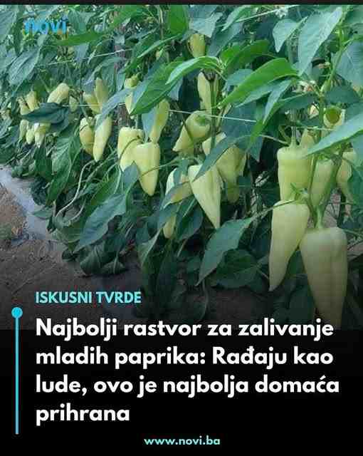 Najbolji rastvor za zalivanje mladih paprika: Rađaju kao lude, ovo je najbolja domaća prihrana
