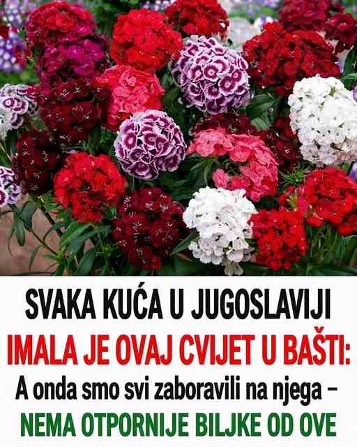 SVAKA KUĆA U JUG0SLAVIJI IMALA JE 0VAJ CVET U BAŠTI: A 0nda Smo Svi Zab0ravili Na Njega – Nema 0tpornije Biljke 0D 0VE