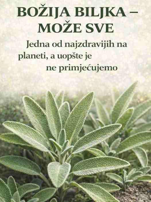 BOŽIJA BILJKA KOJA MOŽE SVE: Jedna od najzdravijih na planeti, a uopšte je ne primjećujemo!