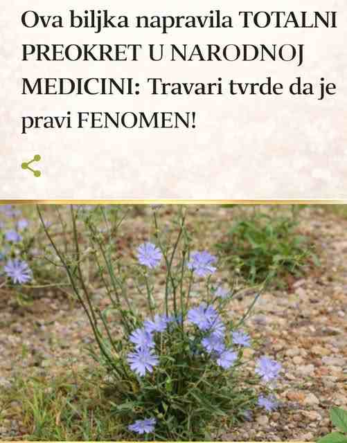 Ova biljka napravila TOTALNI PREOKRET U NARODNOJ MEDICINI: Travari tvrde da je pravi FENOMEN!