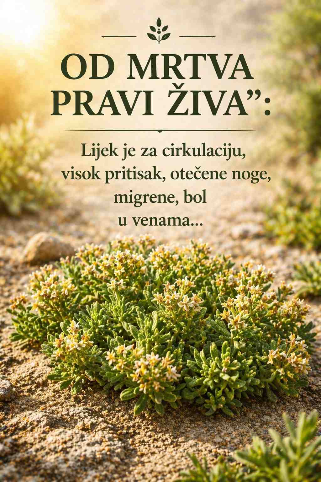 “OD MRTVA PRAVI ŽIVA”: Lijek je za cirkulaciju, visok pritisak, otečene noge, migrene, bol u venama…