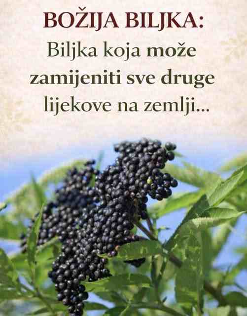 BOŽIJA BILJKA: “Biljka koja može zamijeniti sve druge lijekove na zemlji…”