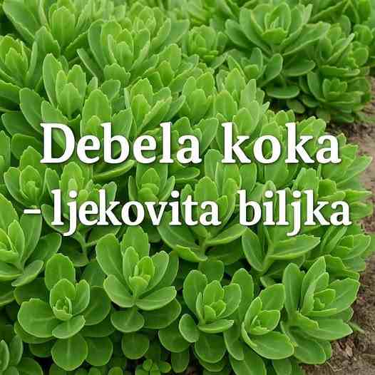 Debela koka – prirodni čuvar vašeg želuca i kože Iskoristite moć “debele koke” biljke za ublažavanje čira, iritacija kože i ubrzani oporavak mišića. Jednostavne pripreme macerata i obloga koje svako može napraviti kod kuće!