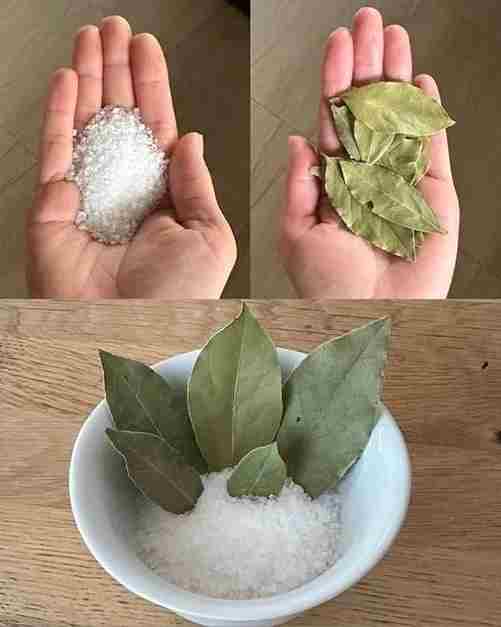 Moja baka uvijek stavlja lovorov list u so. Kada sam saznala zašto je to radila, bila sam iznenađena, jer nikad nisam vidjela ništa slično