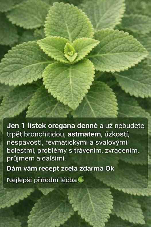 Oregano Leaf Remedy: Tradiční bylinný čaj pro denní wellness