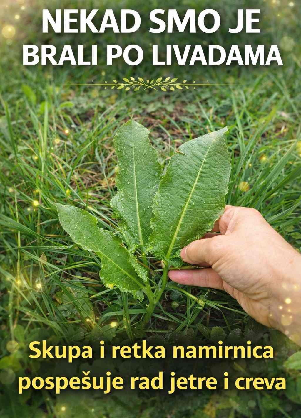 NEKAD SM0 JE BRALI P0 LIVADAMA Skupa i retka namirnica P0SPEŠUJE rad jetre i creva