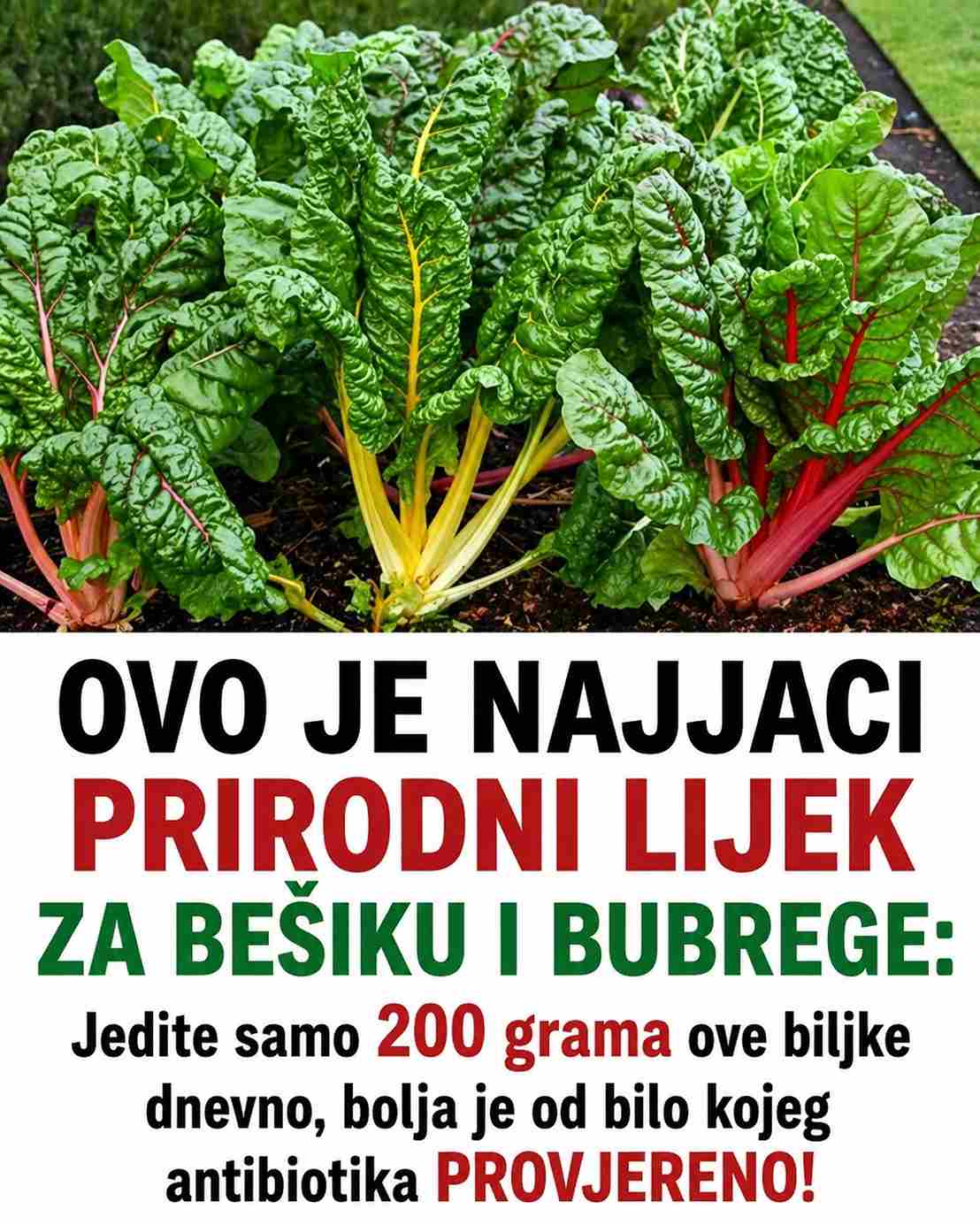 OVO JE NAJJACI PRIRODNI LIJEK ZA BEŠIKU I BUBREGE: Jedite samo 200 grama ove biljke dnevno, bolja je od bilo kojeg antibiotika PROVJERENO!