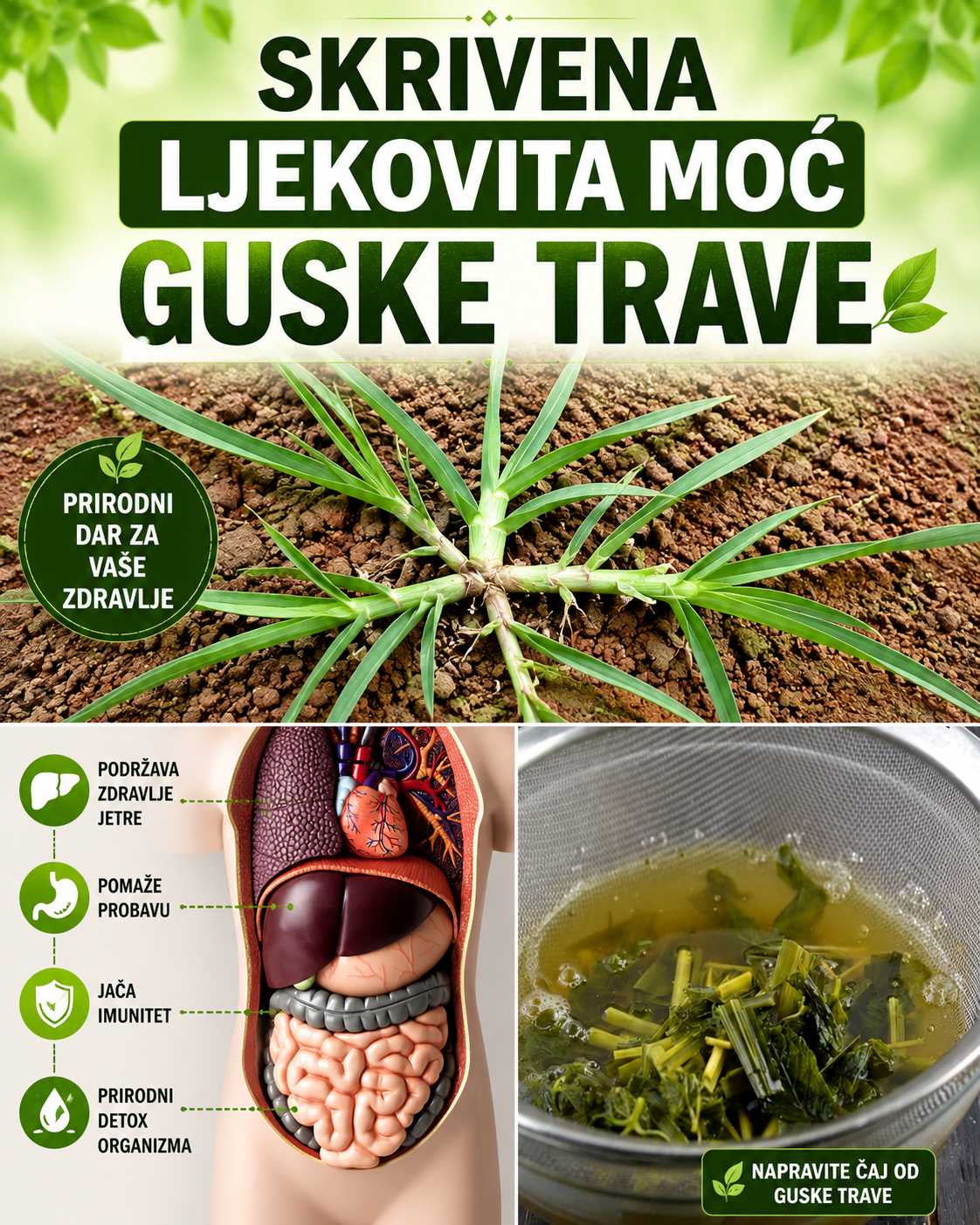 Guščja trava (Eleusine indica) i bol u želucu: Može li pomoći ili odmoći? Potpuni vodič