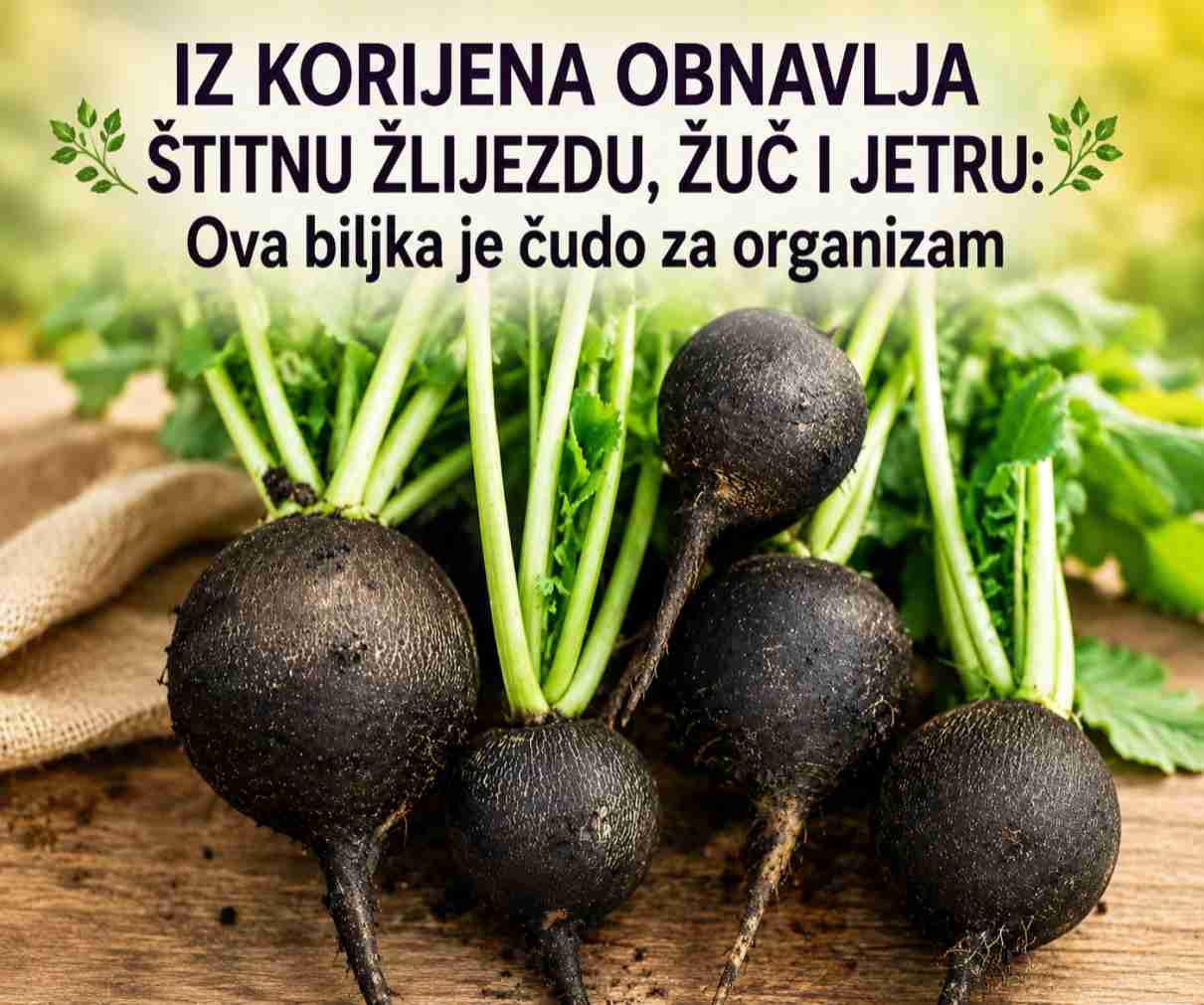 🌿 Iz korijena obnavlja štitnu žlijezdu, žučnu kesu i jetru: Ova biljka je čudo za tijelo
