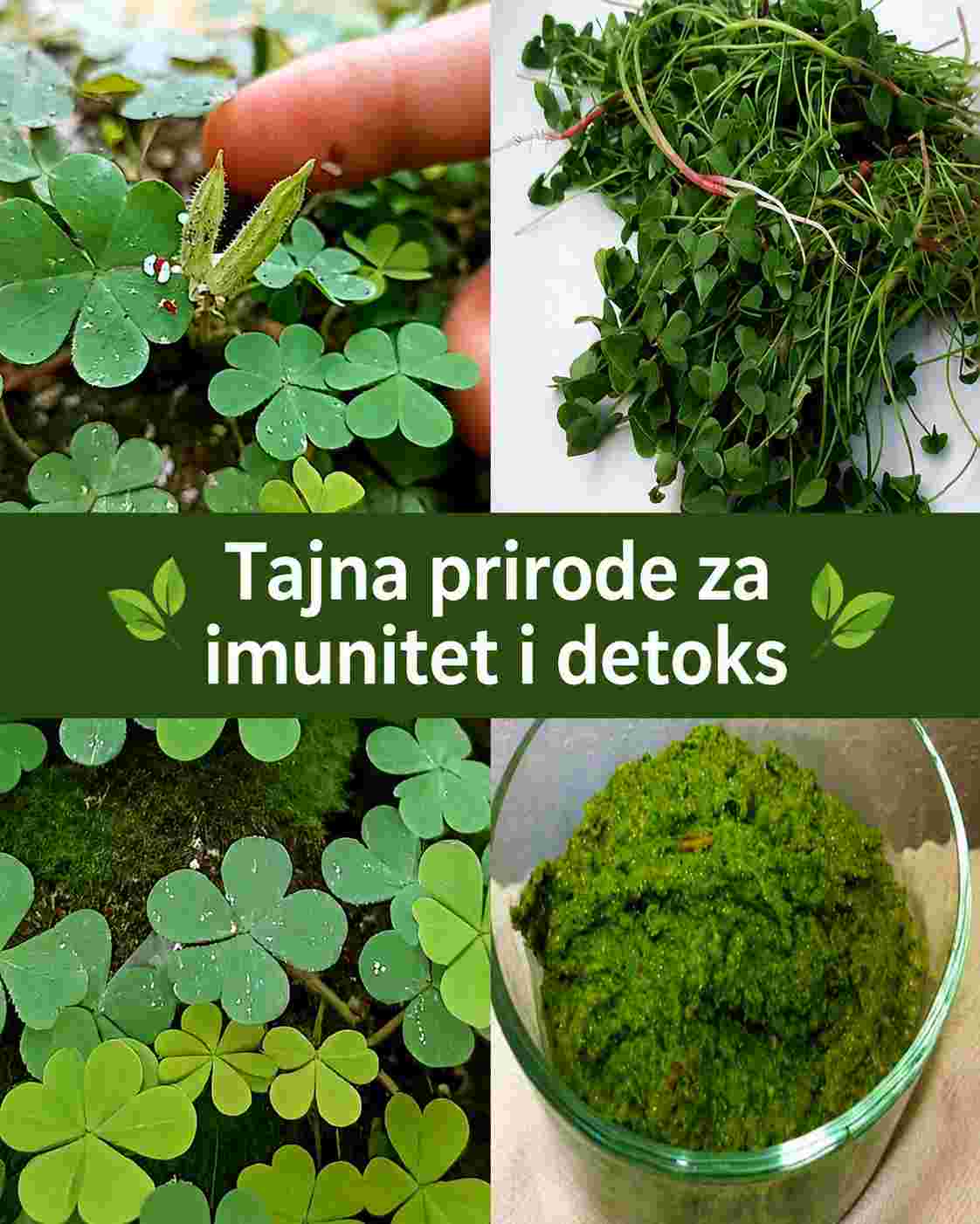 Kislica (Oxalis): Pikantna divlja biljka sa skrivenim zdravstvenim prednostima i svakodnevnom upotrebom