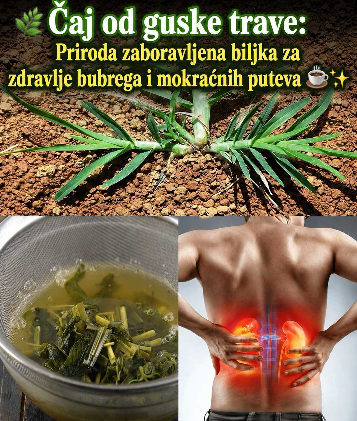 Guščja trava (Eleusine indica): Tradicionalna biljka za zdravlje urinarnog trakta i bubrega