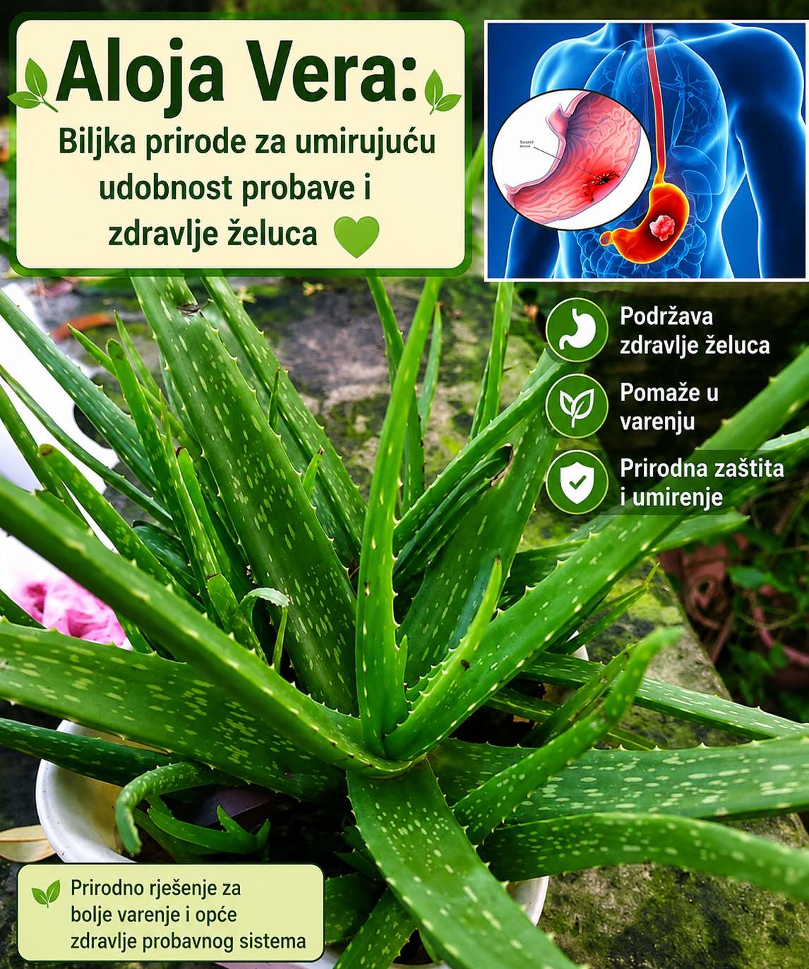 🌿 Aloe vera: Prirodna umirujuća biljka za probavu i zdravlje želuca 💚