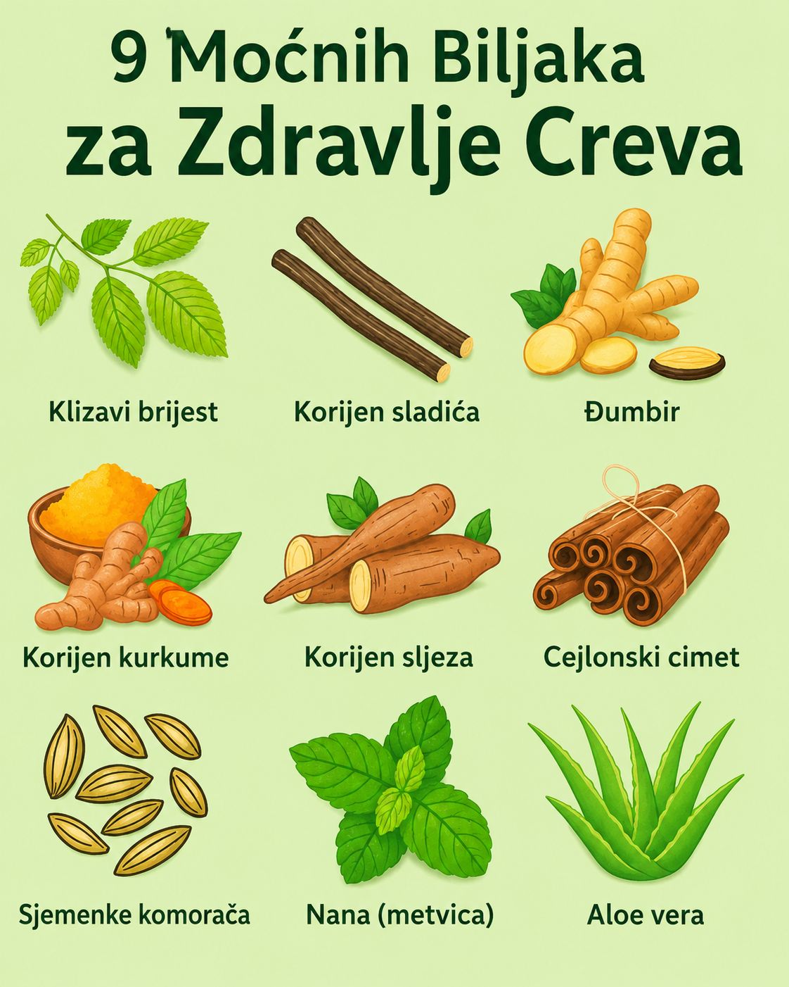 🌿✨ 9 moćnih biljaka za liječenje crijeva: Prirodni pomagači za sretniji probavni sistem ✨🌿