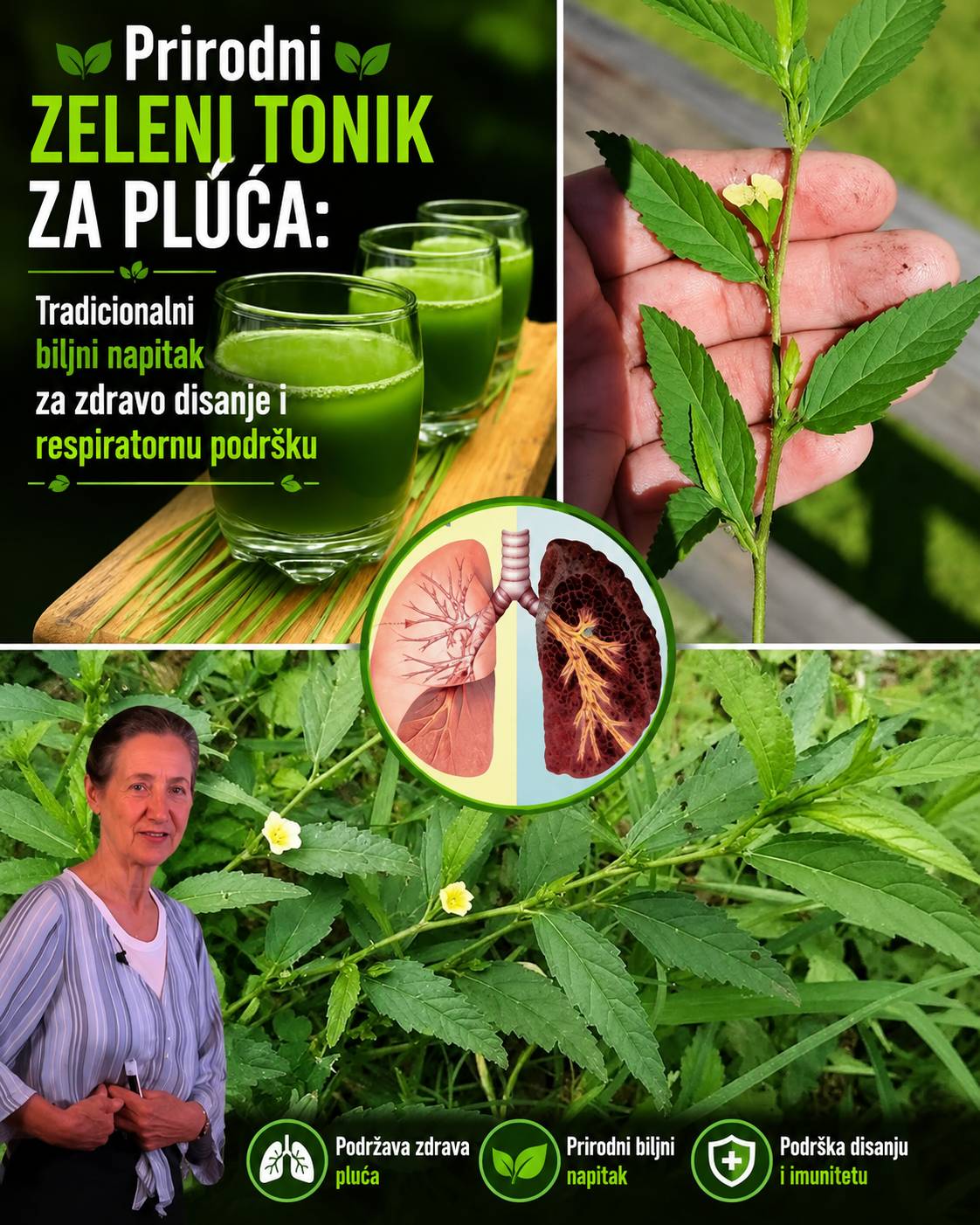 Prirodni zeleni tonik za pluća: Tradicionalni biljni napitak za zdravo disanje