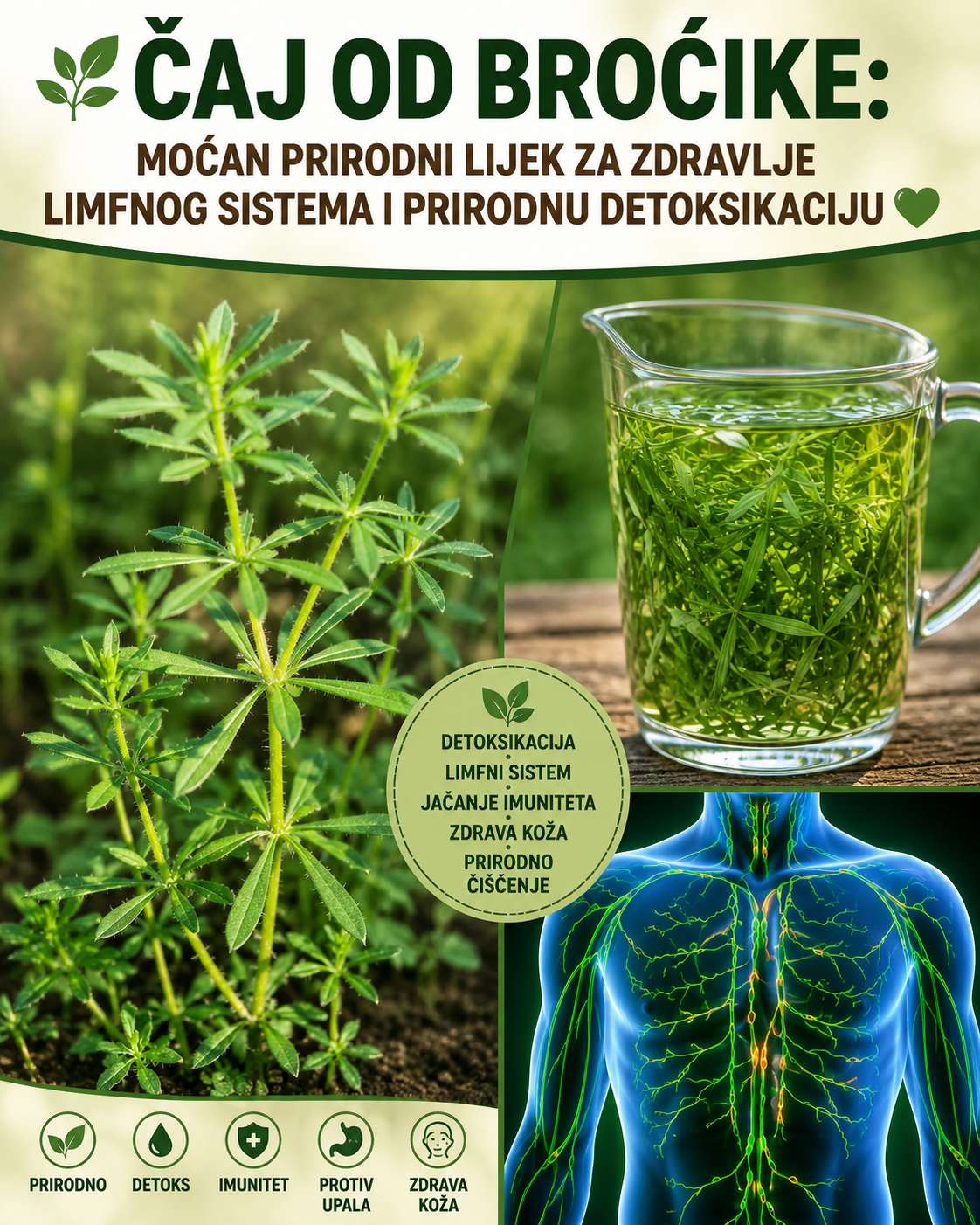 Cjepanica (Galium aparine): Biljni lijek za detoksikaciju i limfno zdravlje
