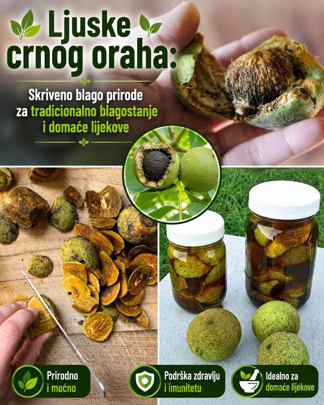 Moć ljuske crnog oraha