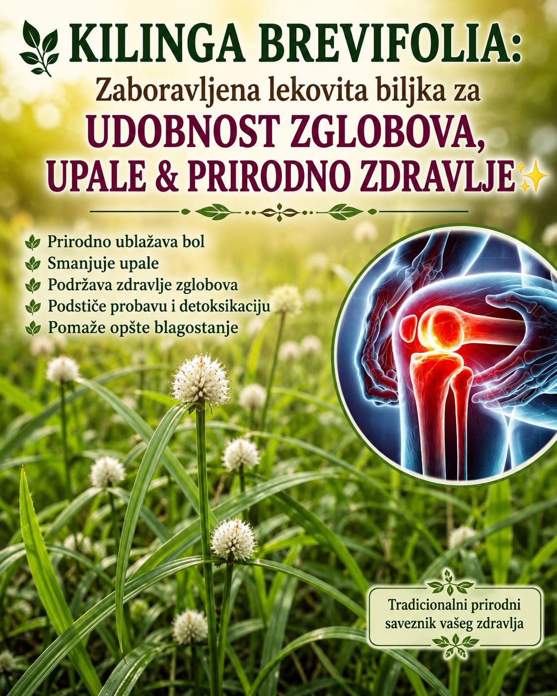 🌿 Kyllinga brevifolia: Zanemarena ljekovita biljka za udobnost zglobova, upalu i prirodno zdravlje