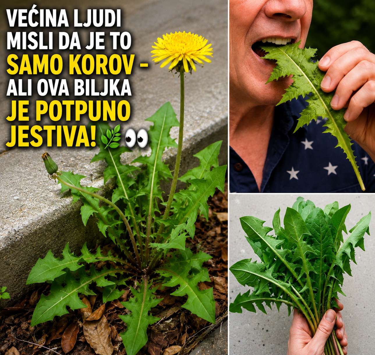 Moćne prednosti jedenja listova maslačka