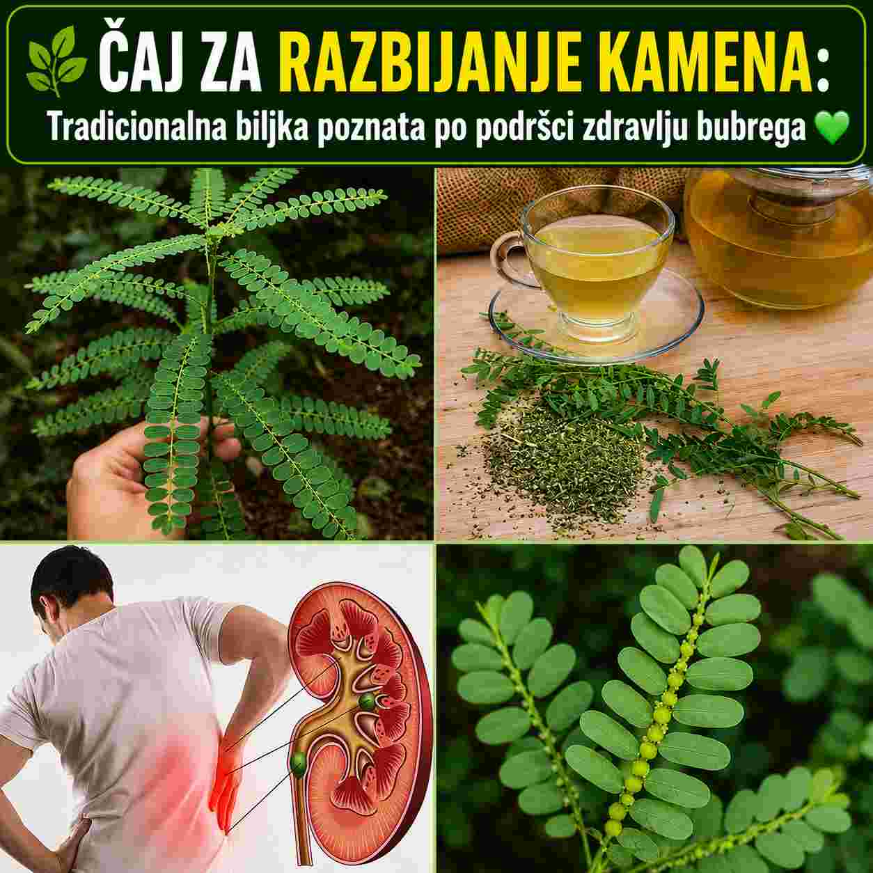 🌿 Čaj za razbijanje kamena: Tradicionalna biljka poznata po podršci zdravlju bubrega 💚