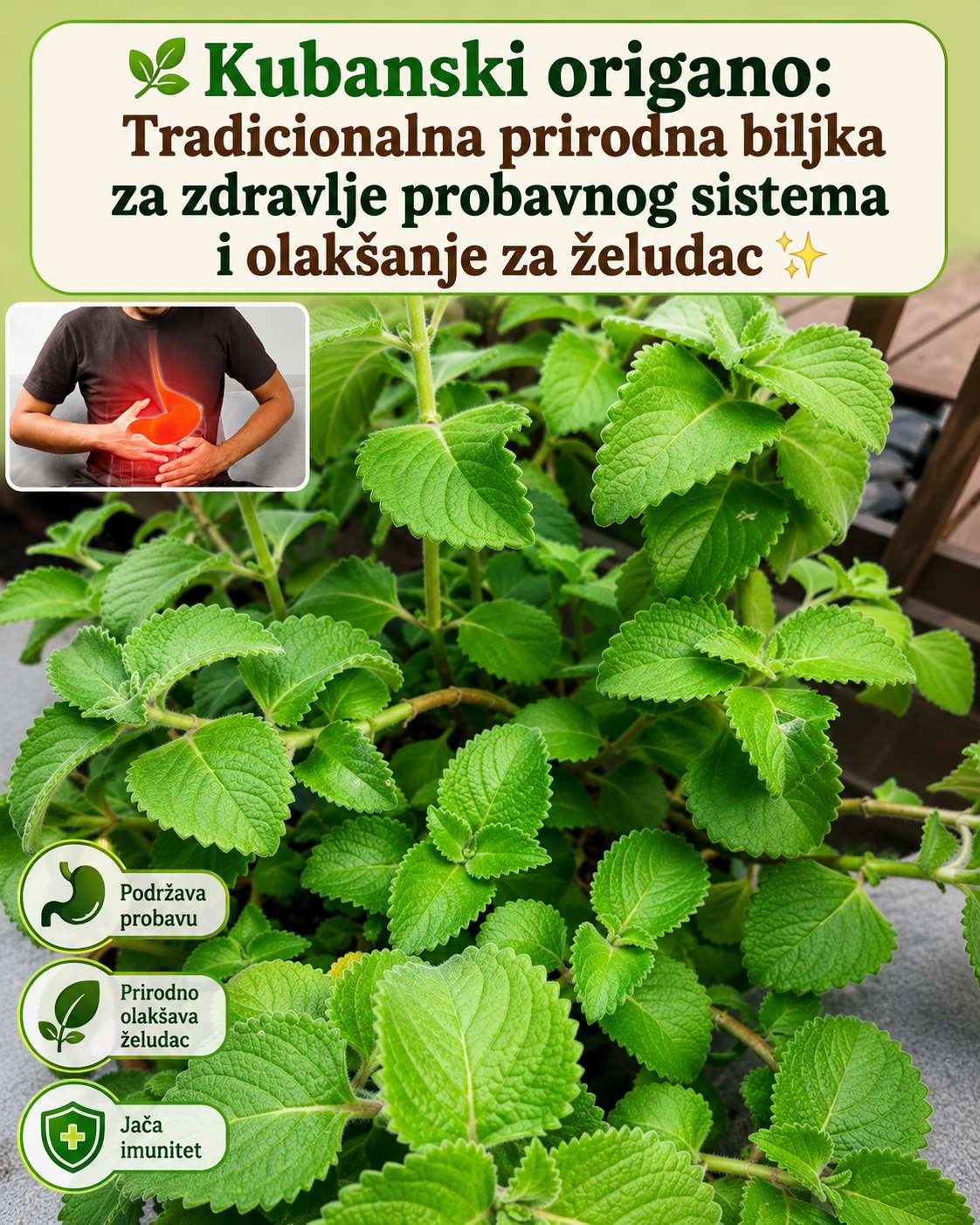 7 nevjerovatnih prednosti origana: Neophodna biljka za vaš dom